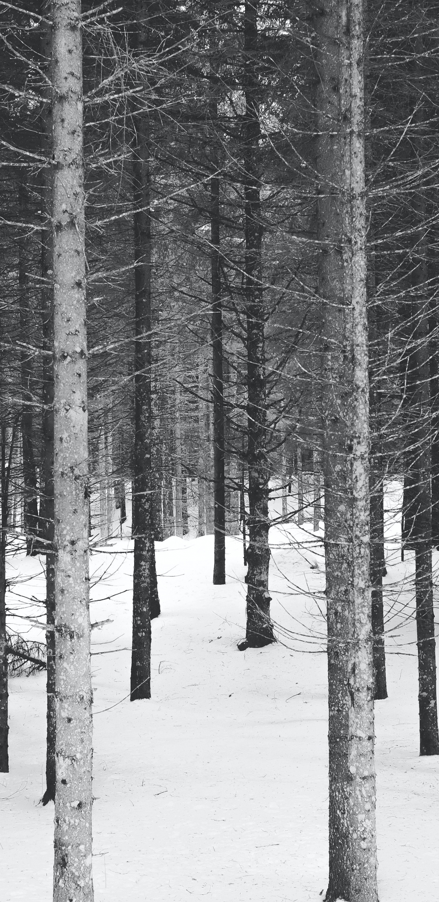 Black and White, Winter, Black And White Forest, Plant, Tree. Wallpaper in 1440x2960 Resolution