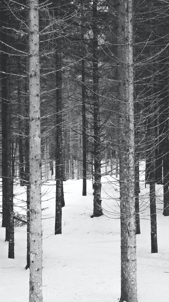 Black and White, Winter, Black And White Forest, Plant, Tree. Wallpaper in 720x1280 Resolution