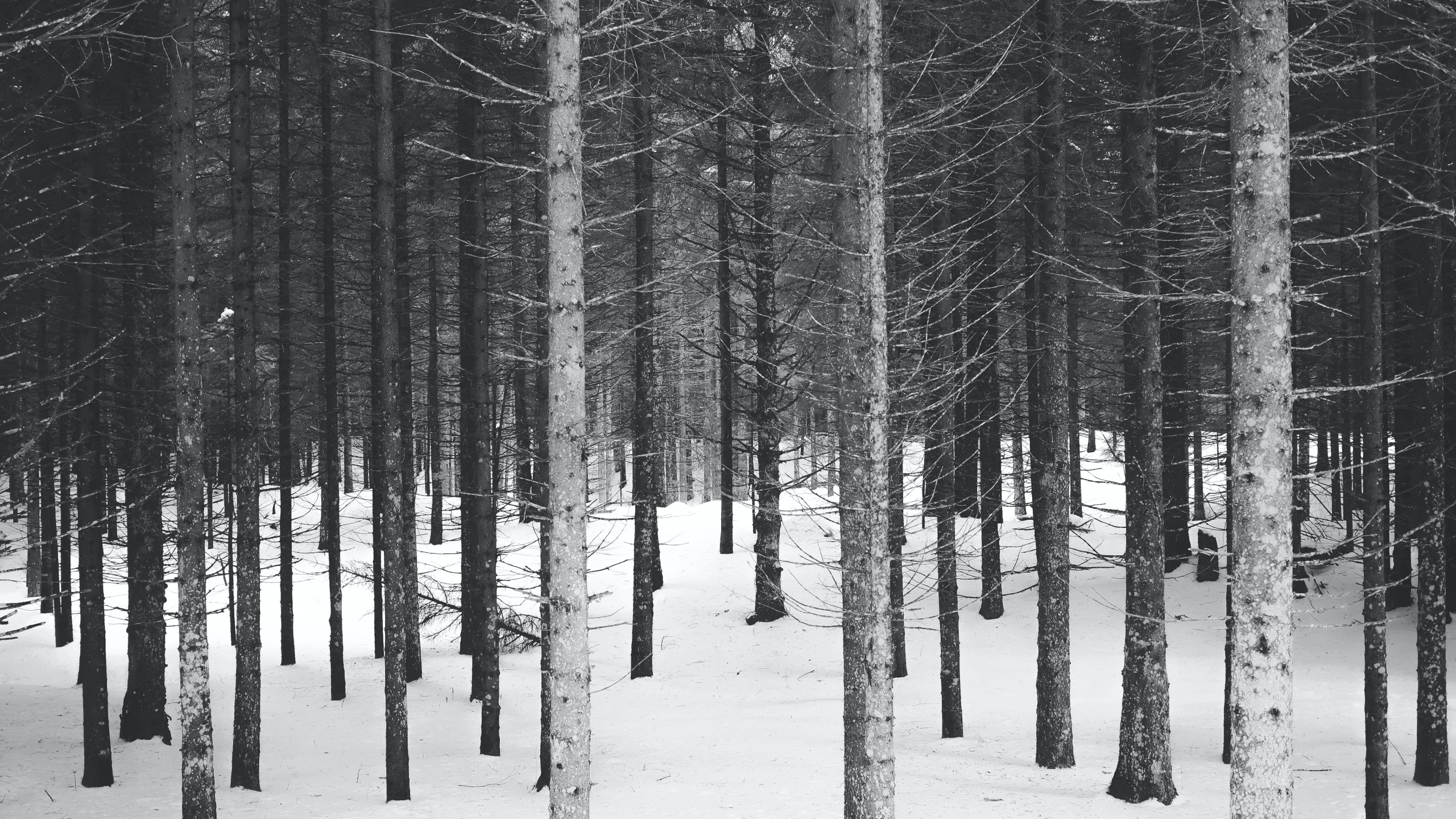 Noir et Blanc, Hiver, Forêt Noir et Blanc, Paysage Naturel, Rameau. Wallpaper in 2560x1440 Resolution