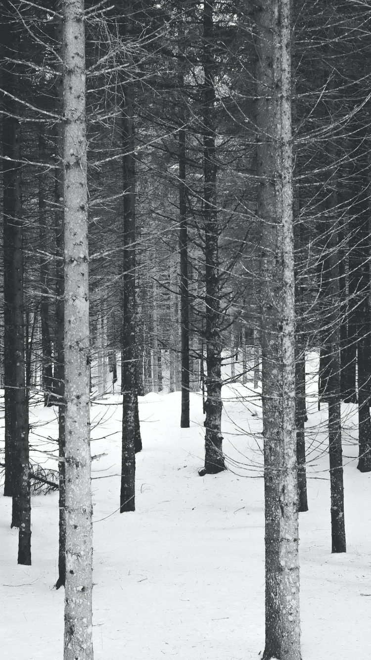 Schwarz Und Weiß, Winter, Schwarz-Weiß-Wald, Baum, Naturlandschaft. Wallpaper in 750x1334 Resolution