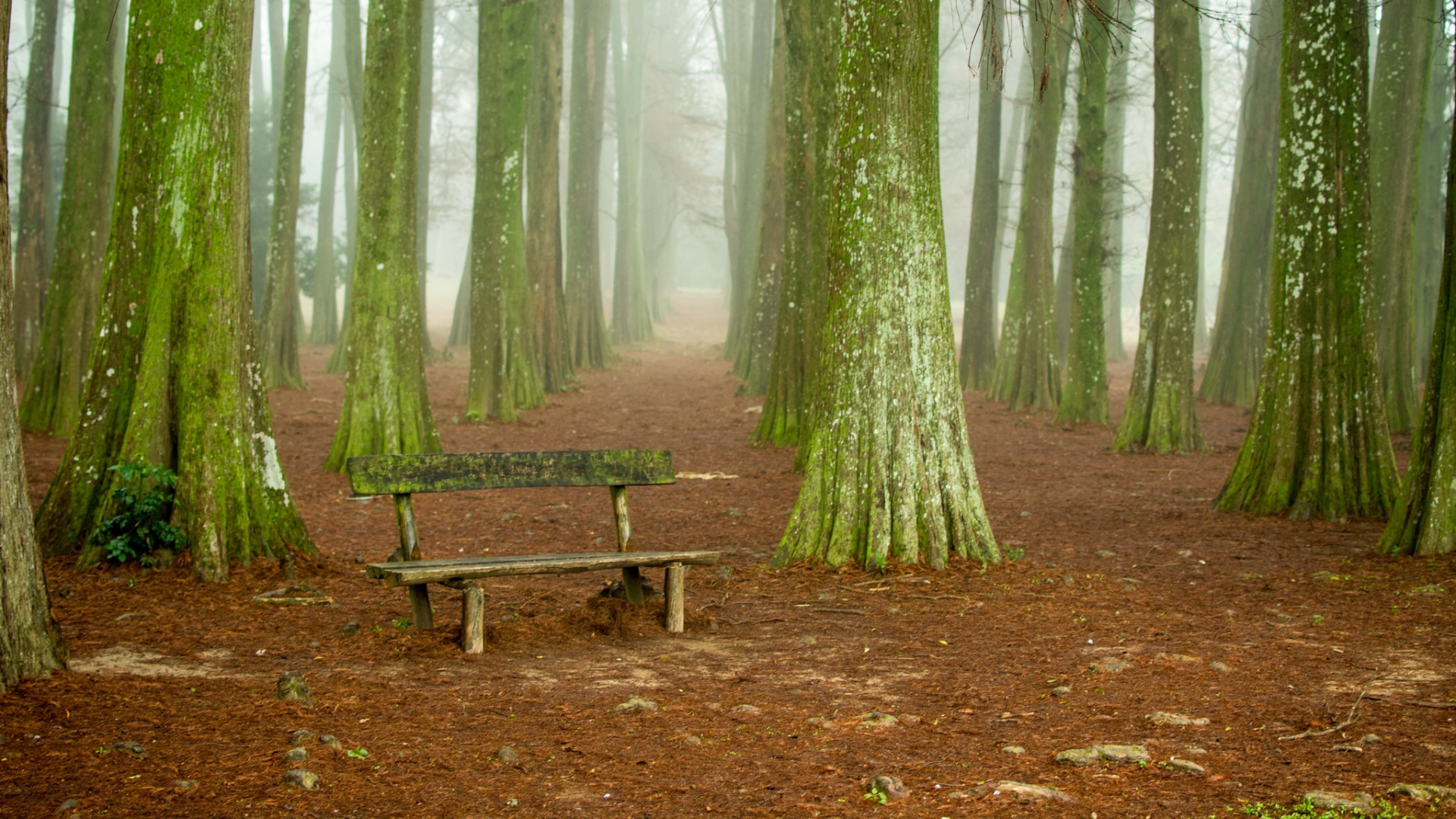 Braune Holzbank im Wald. Wallpaper in 1920x1080 Resolution