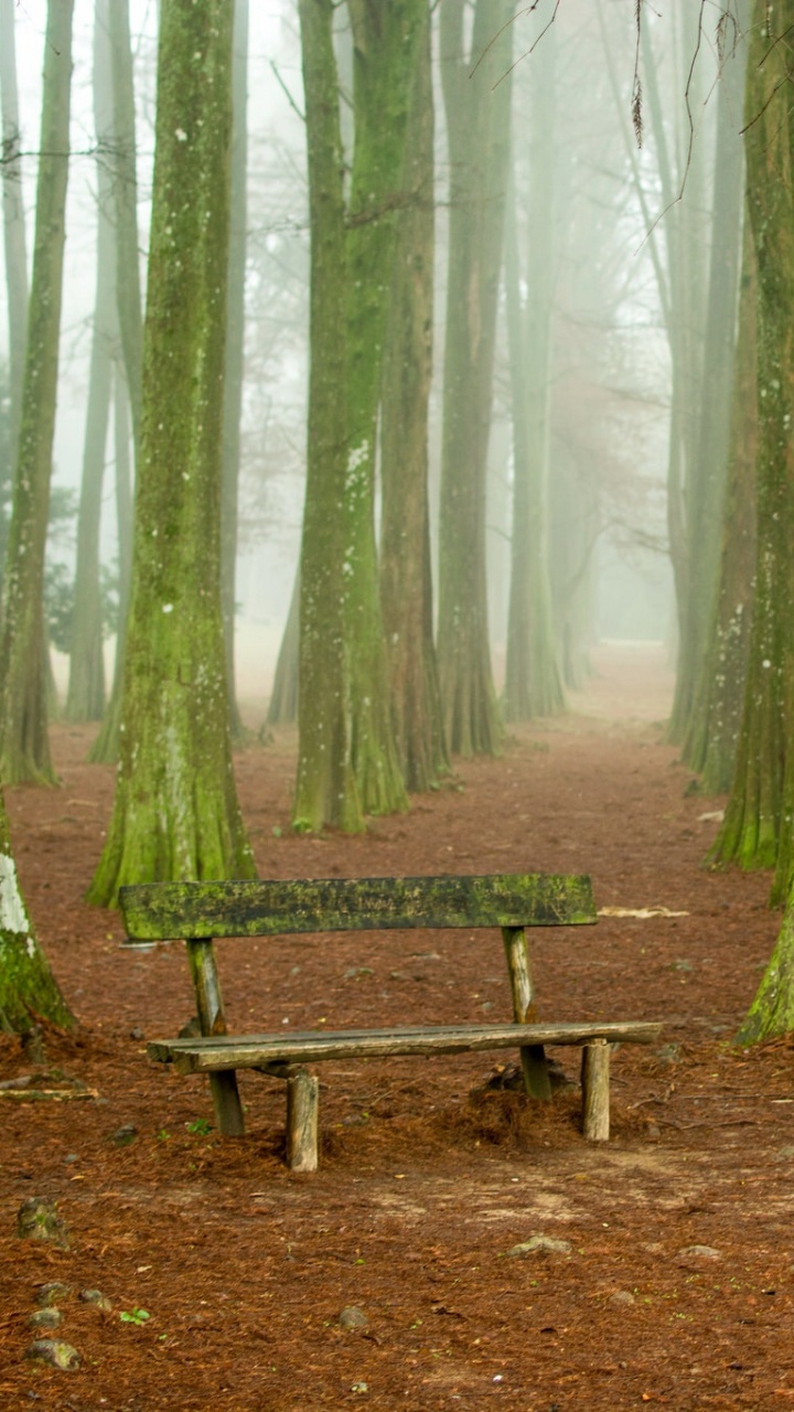Brown Wooden Bench in Forest. Wallpaper in 720x1280 Resolution