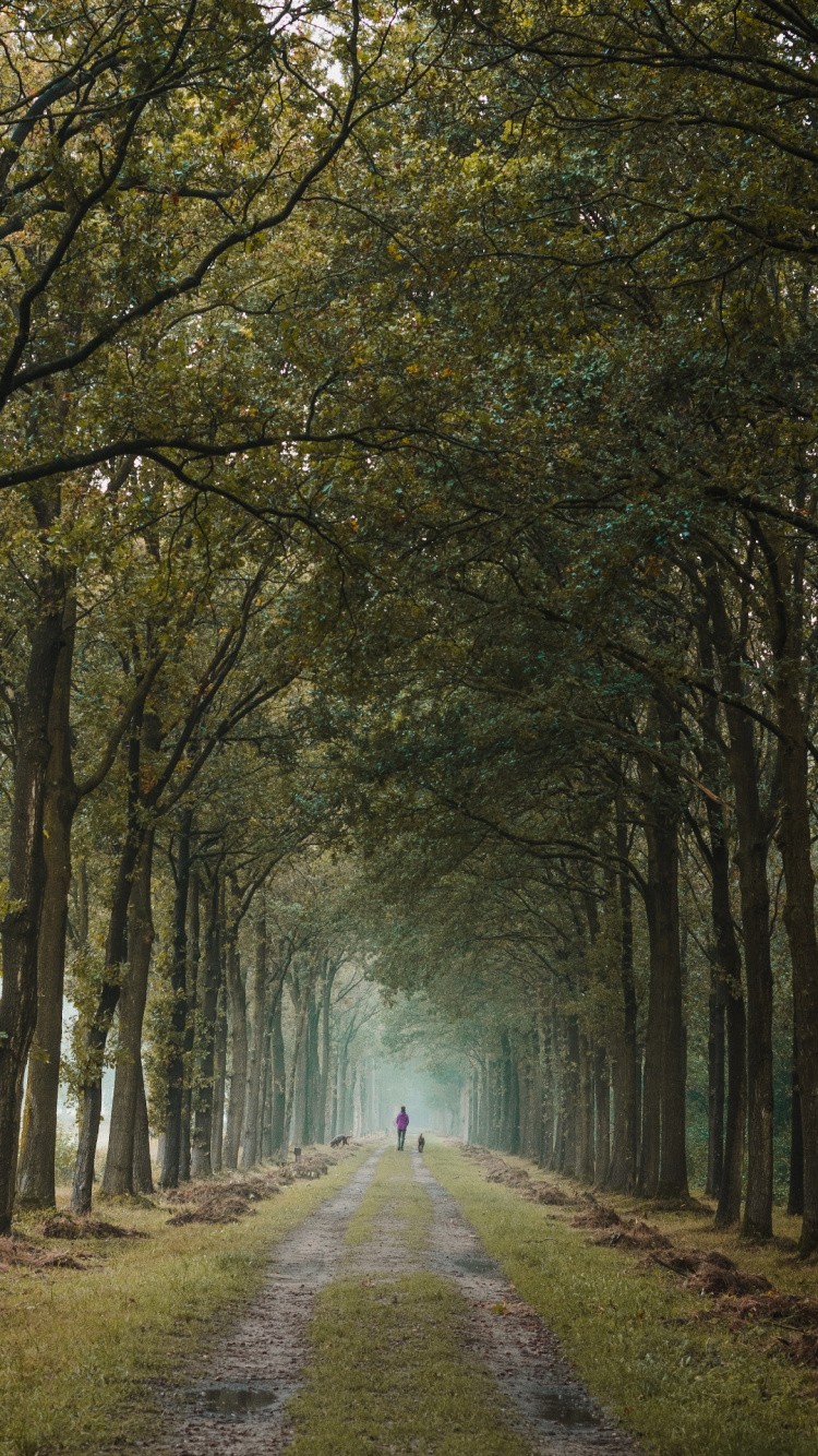 Bosque, Naturaleza, Verde, Sucursal, Planta Leñosa. Wallpaper in 750x1334 Resolution