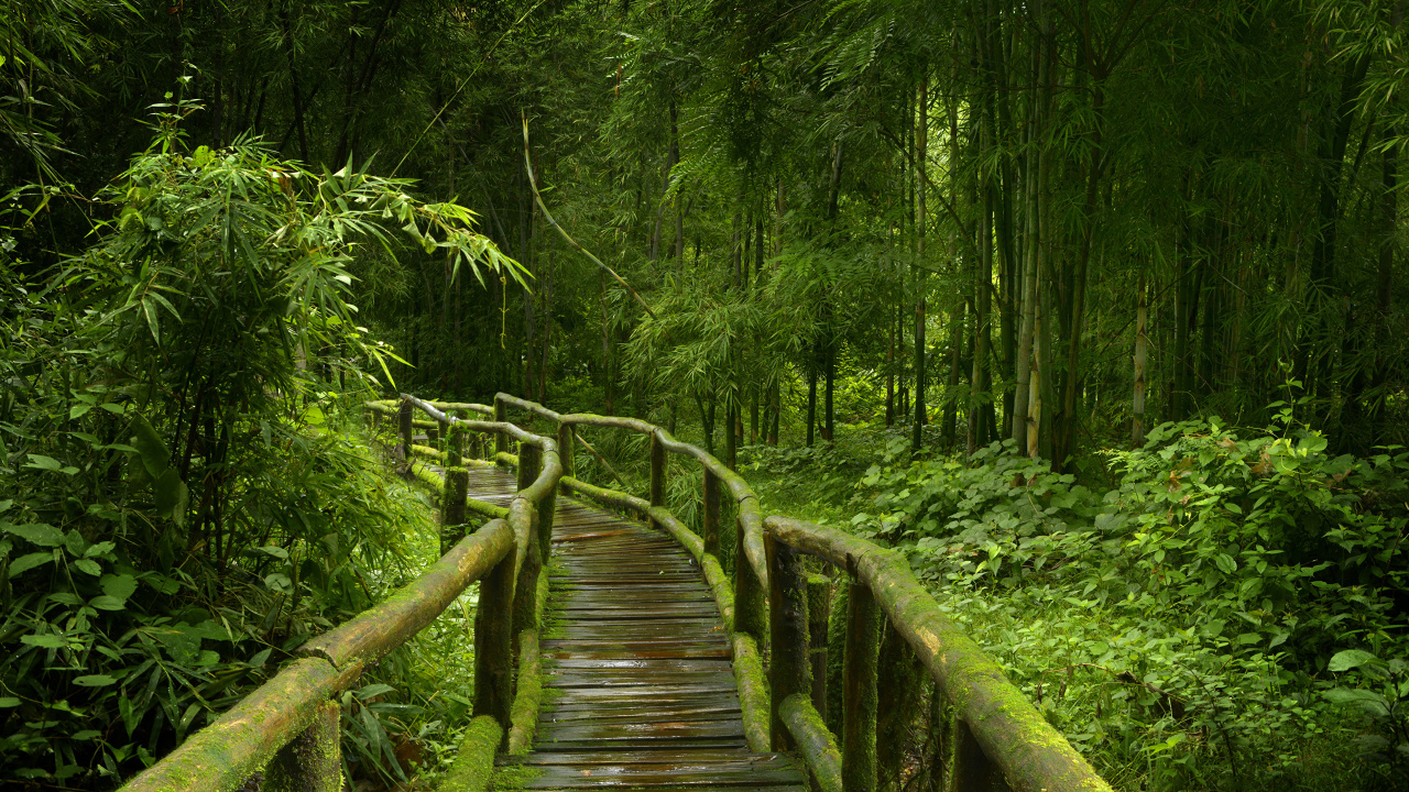 Braune Holzbrücke im Wald. Wallpaper in 1280x720 Resolution