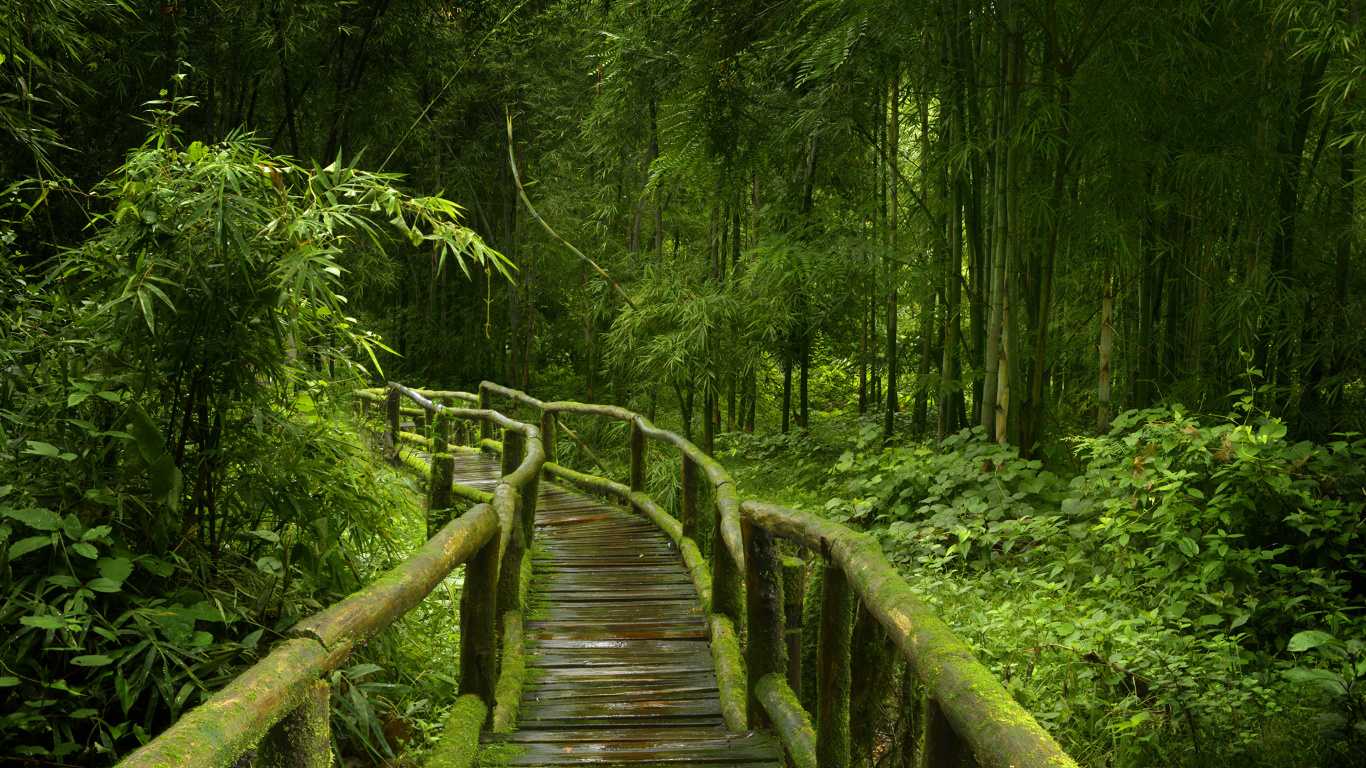 Braune Holzbrücke im Wald. Wallpaper in 1366x768 Resolution