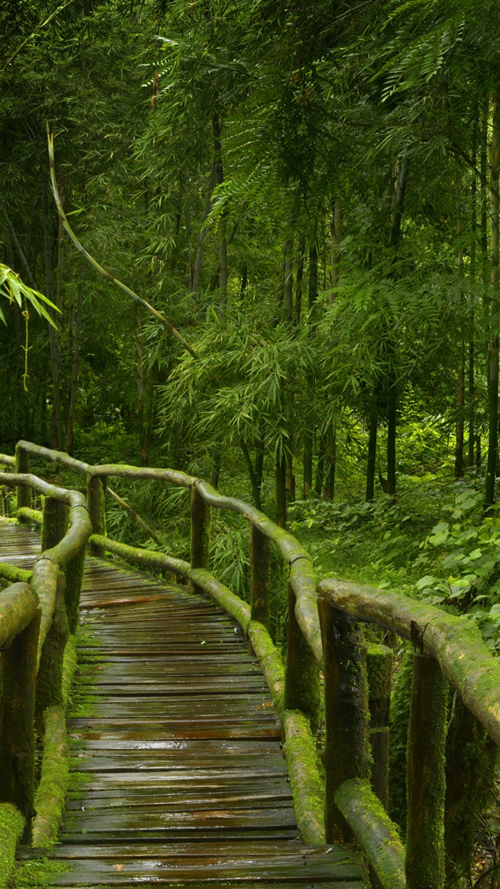 Braune Holzbrücke im Wald. Wallpaper in 720x1280 Resolution