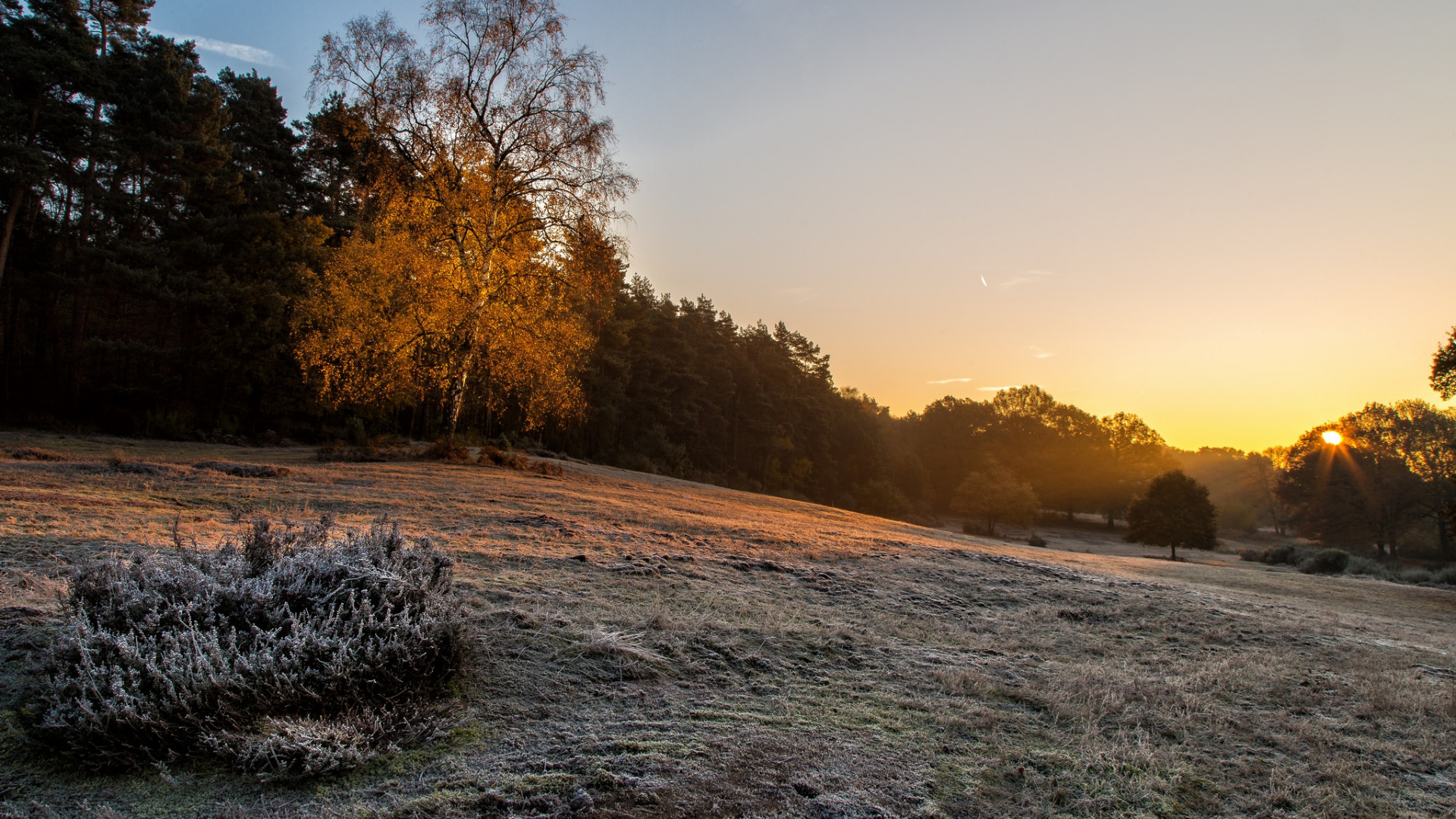 Arbres Bruns Sur du Sable Brun Près D'un Plan D'eau Pendant la Journée. Wallpaper in 1920x1080 Resolution