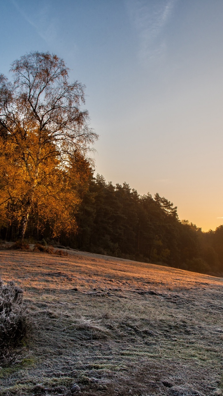 Arbres Bruns Sur du Sable Brun Près D'un Plan D'eau Pendant la Journée. Wallpaper in 720x1280 Resolution