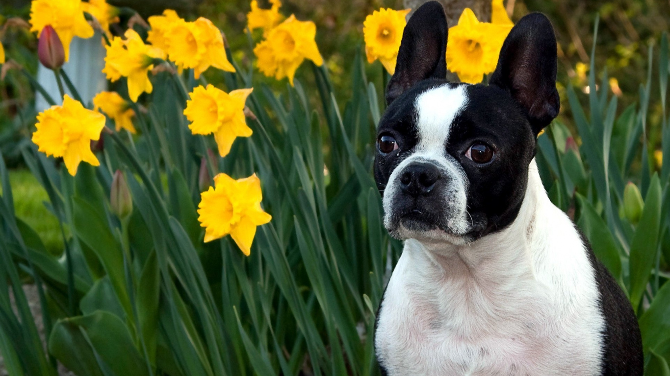White and Black Short Coated Small Dog on Green Grass Field During Daytime. Wallpaper in 1366x768 Resolution