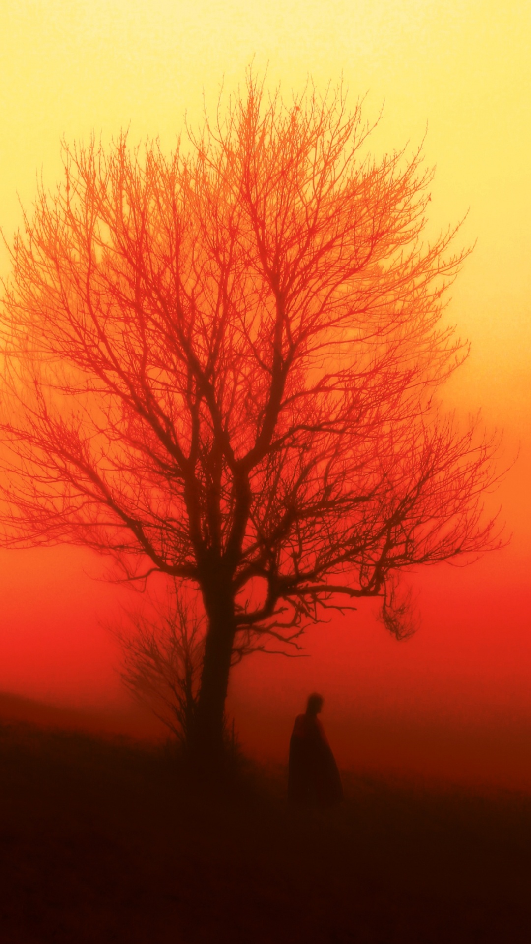 Atmosphäre, Natur, Baum, Blatt, Naturlandschaft. Wallpaper in 1080x1920 Resolution