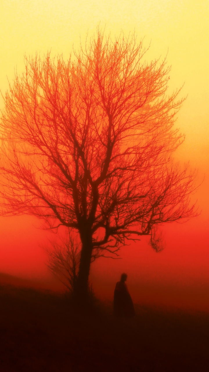 Atmosphere, Plant, Nature, Tree, Leaf. Wallpaper in 720x1280 Resolution