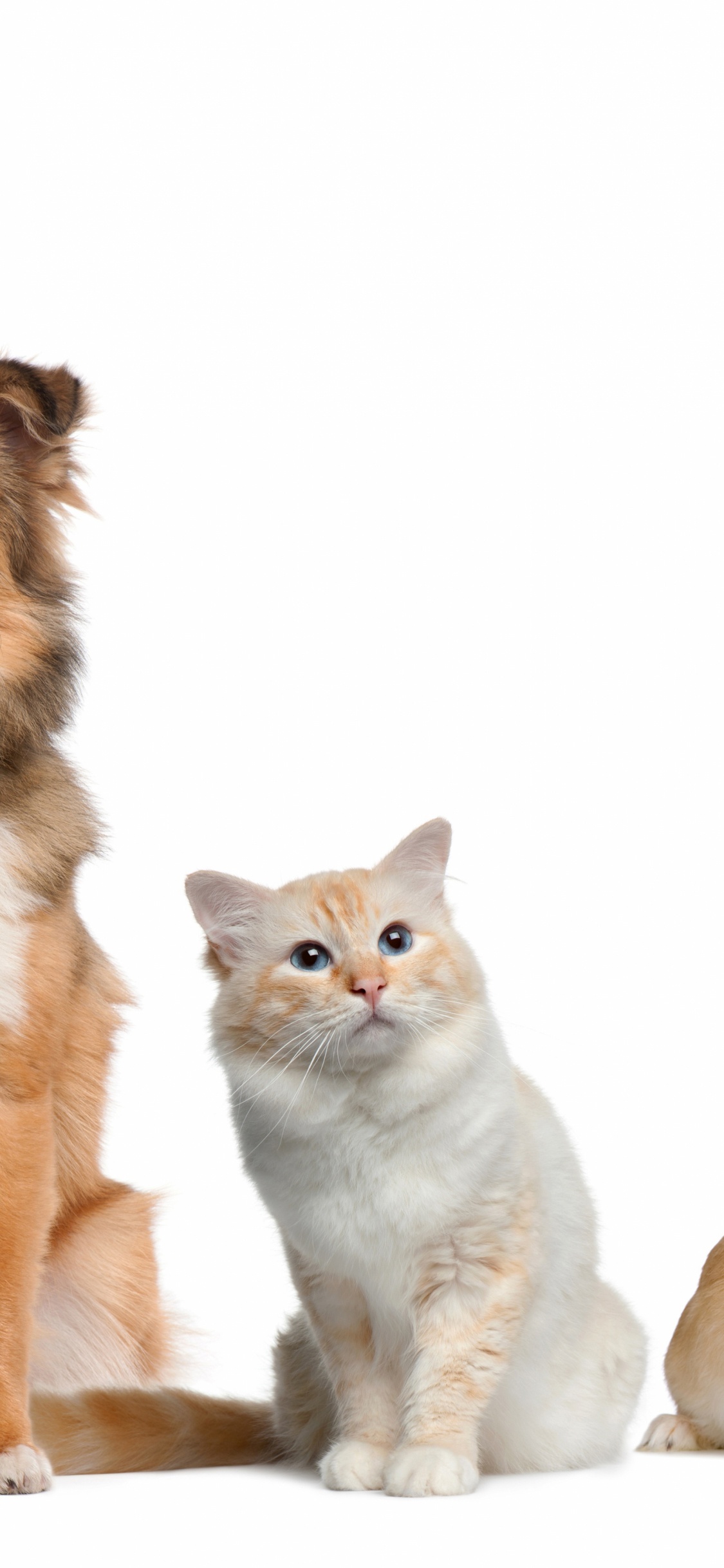 Three Dogs With White and Brown Long Haired Small Sized Dogs. Wallpaper in 1125x2436 Resolution