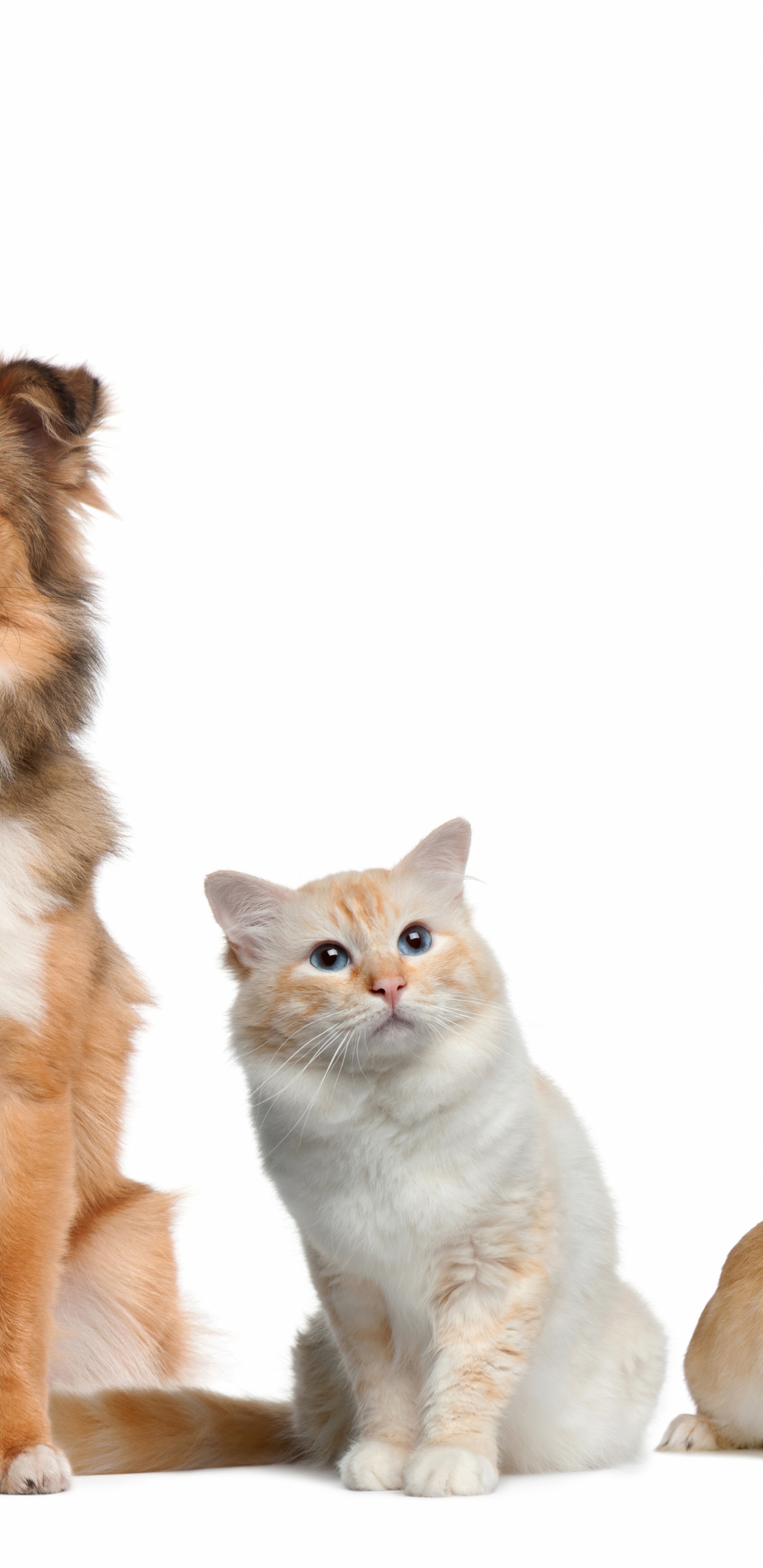 Three Dogs With White and Brown Long Haired Small Sized Dogs. Wallpaper in 1440x2960 Resolution