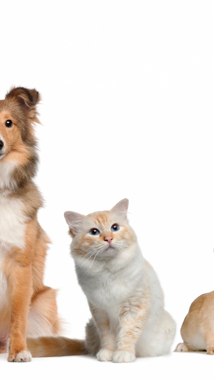 Three Dogs With White and Brown Long Haired Small Sized Dogs. Wallpaper in 750x1334 Resolution