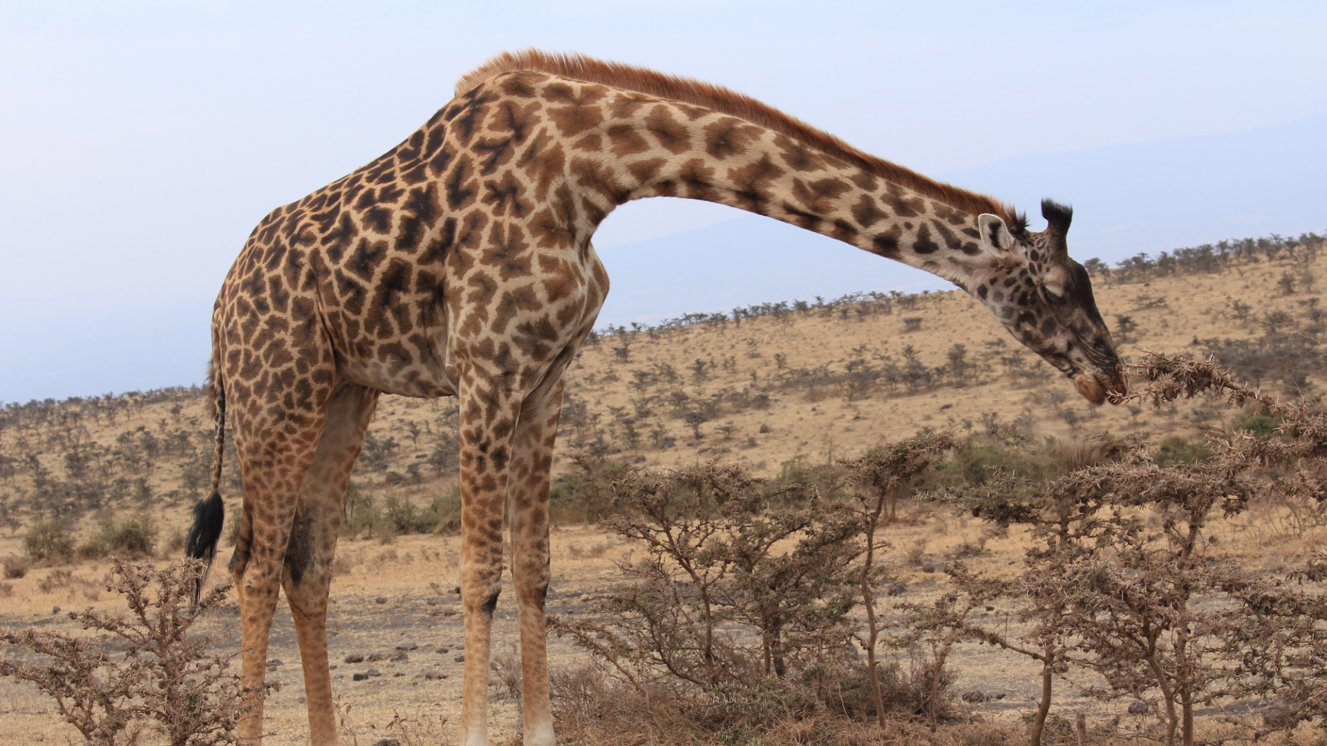 Giraffe, Die Tagsüber Auf Braunem Feld Steht. Wallpaper in 1920x1080 Resolution