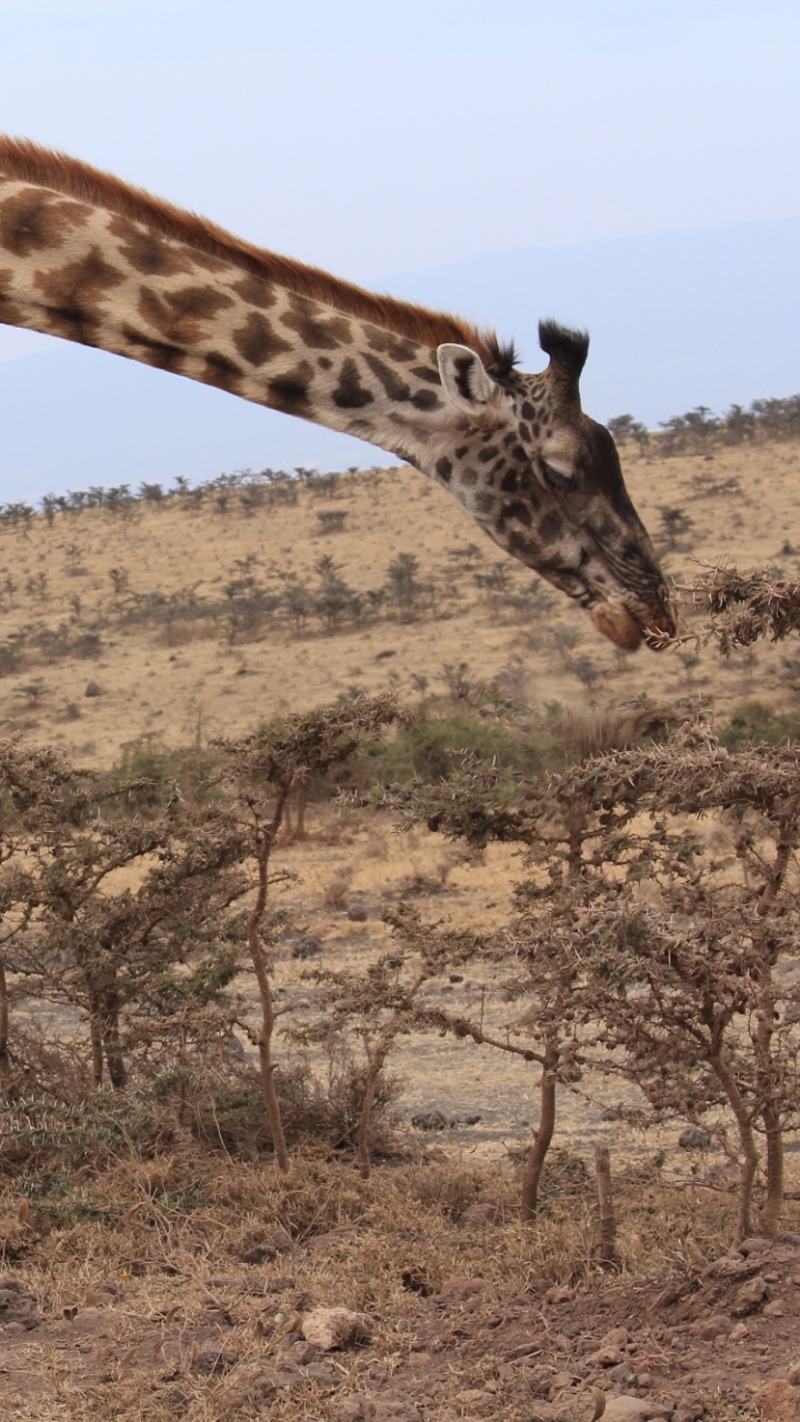 Giraffe, Die Tagsüber Auf Braunem Feld Steht. Wallpaper in 720x1280 Resolution