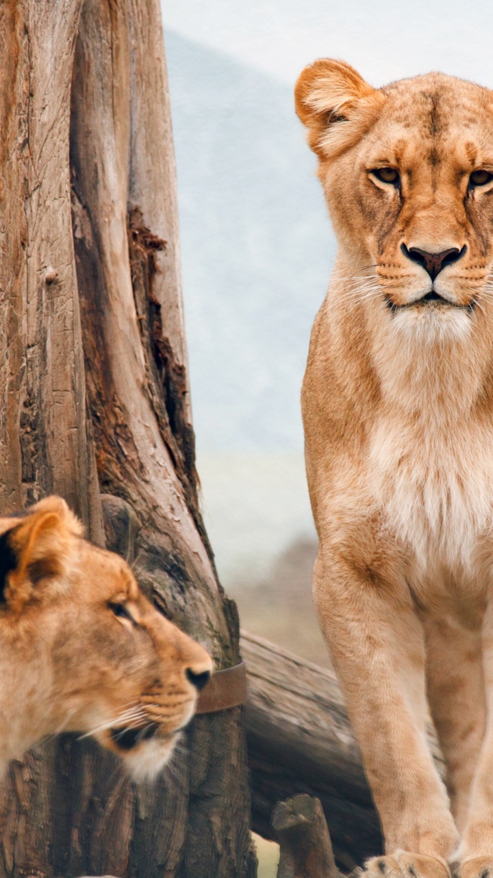 African Wild Animals, Lion, African Wild Dog, Leopard, Wildcat. Wallpaper in 720x1280 Resolution