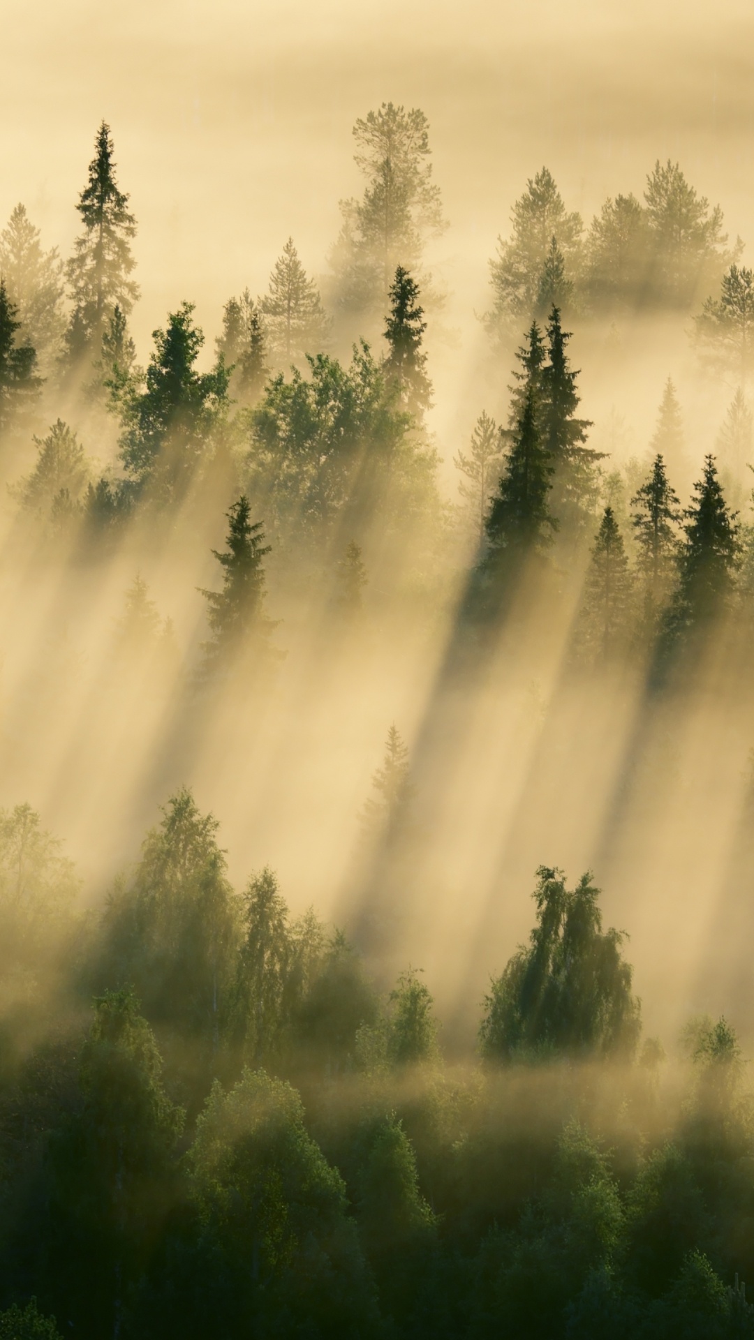 Green Pine Trees Under White Clouds During Daytime. Wallpaper in 1080x1920 Resolution