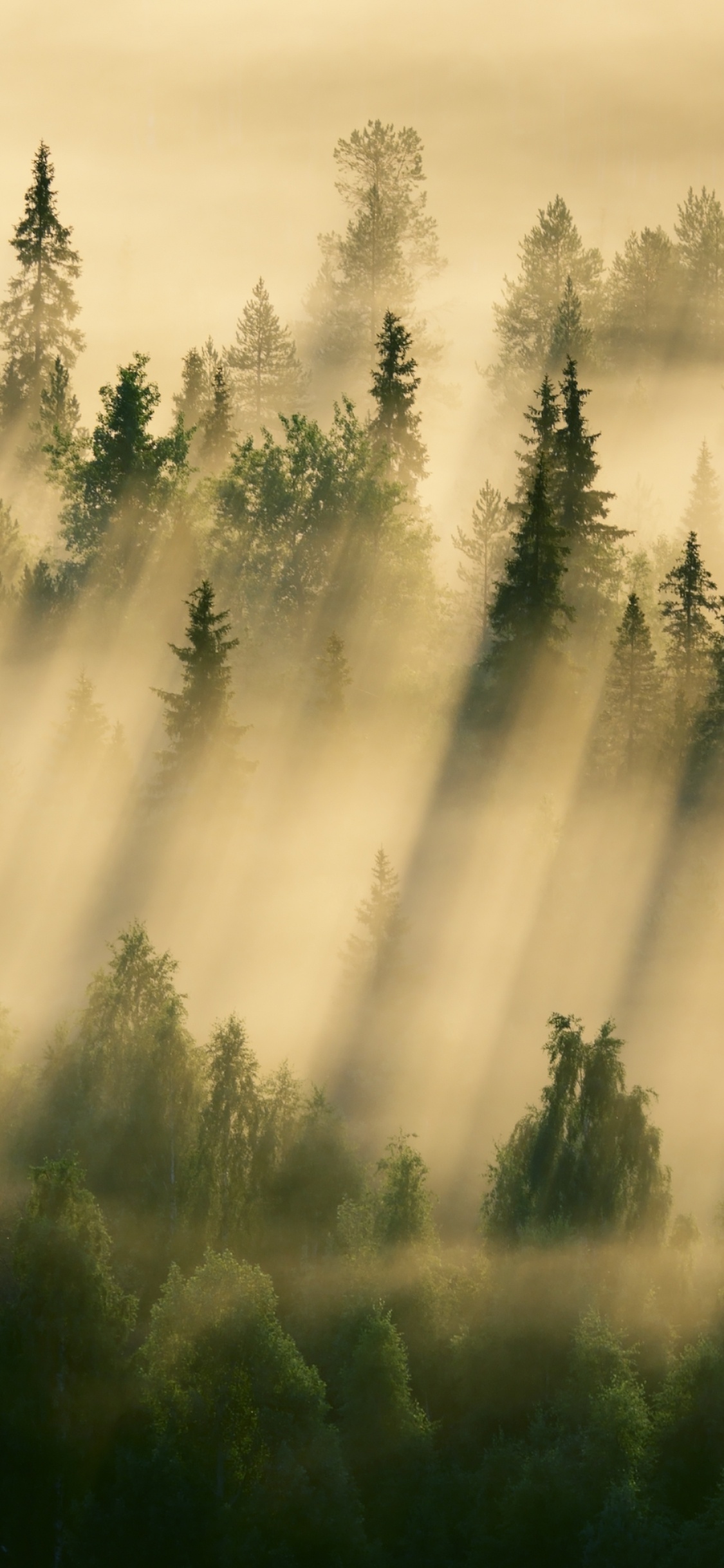 Green Pine Trees Under White Clouds During Daytime. Wallpaper in 1125x2436 Resolution