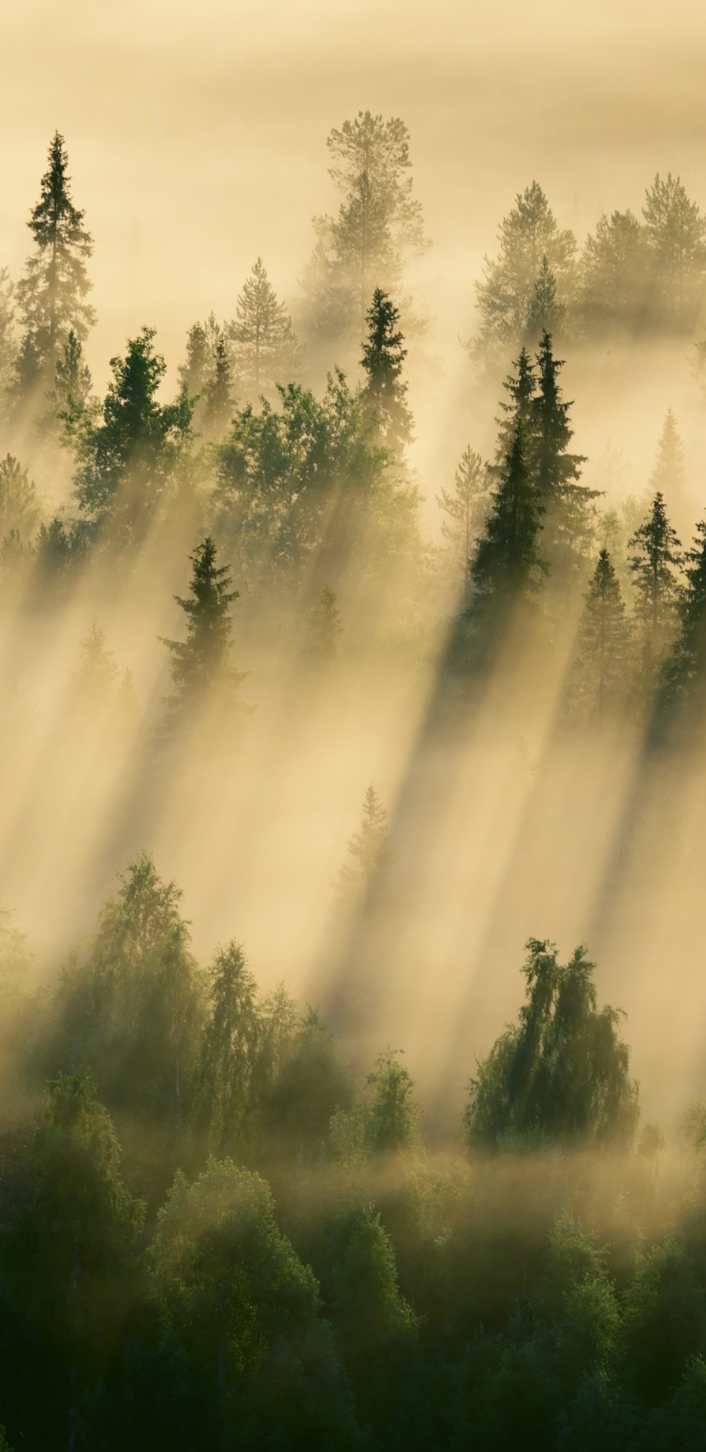 Green Pine Trees Under White Clouds During Daytime. Wallpaper in 1440x2960 Resolution