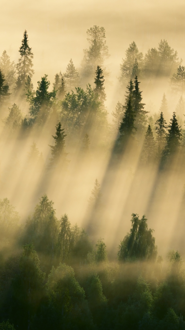 Green Pine Trees Under White Clouds During Daytime. Wallpaper in 720x1280 Resolution