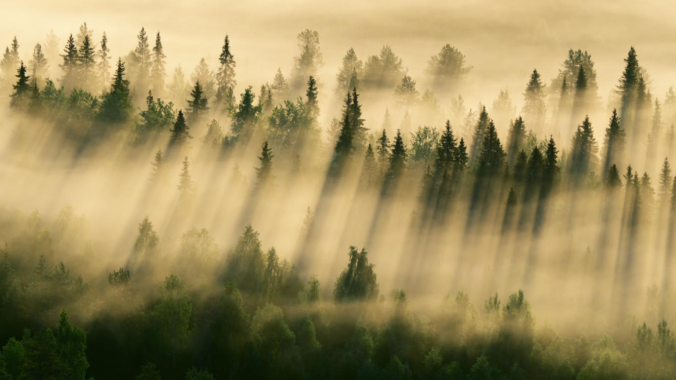 Pins Verts Sous Des Nuages Blancs Pendant la Journée. Wallpaper in 1366x768 Resolution