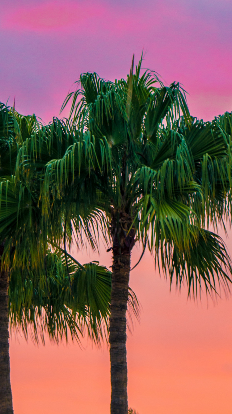 Green Palm Tree Under Cloudy Sky During Daytime. Wallpaper in 750x1334 Resolution