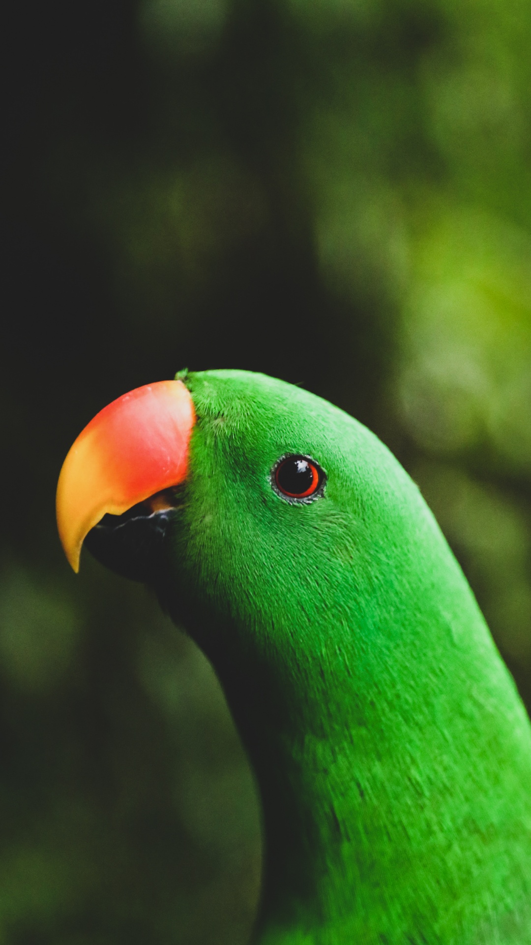 Parrot, Cockatoos, Toucans, Green Parakeet, Passerine. Wallpaper in 1080x1920 Resolution