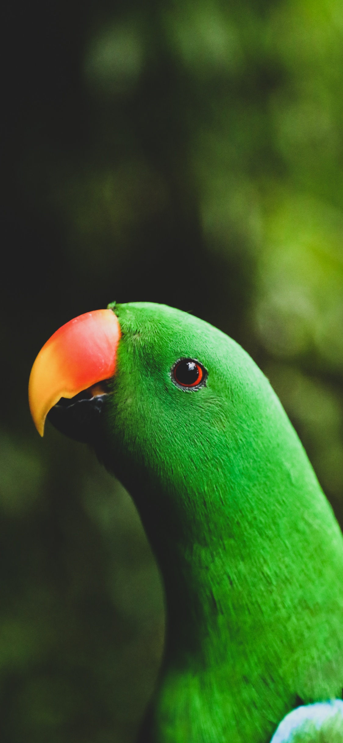 Parrot, Cockatoos, Toucans, Green Parakeet, Passerine. Wallpaper in 1125x2436 Resolution