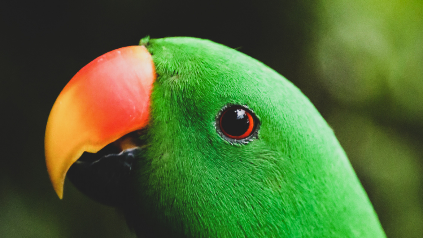 Parrot, Cockatoos, Toucans, Green Parakeet, Passerine. Wallpaper in 1366x768 Resolution