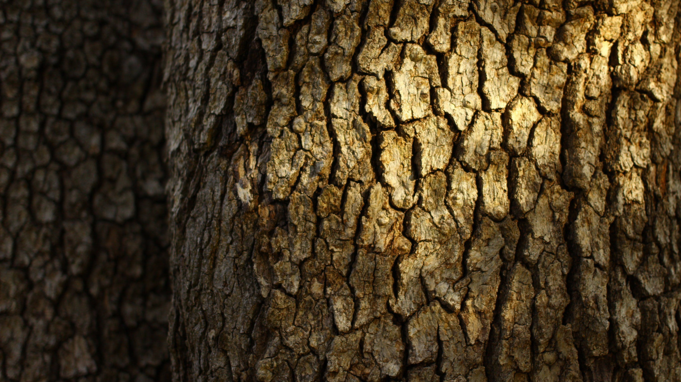 Tronco de Árbol Marrón Durante el Día. Wallpaper in 1366x768 Resolution