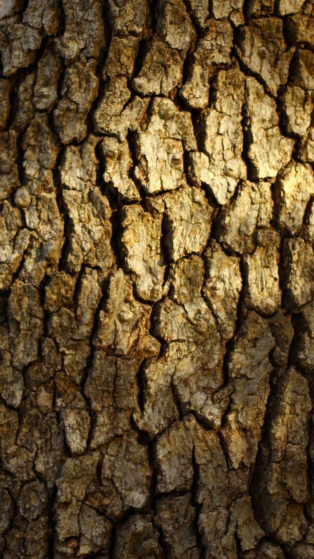 Brown Tree Trunk During Daytime. Wallpaper in 1080x1920 Resolution