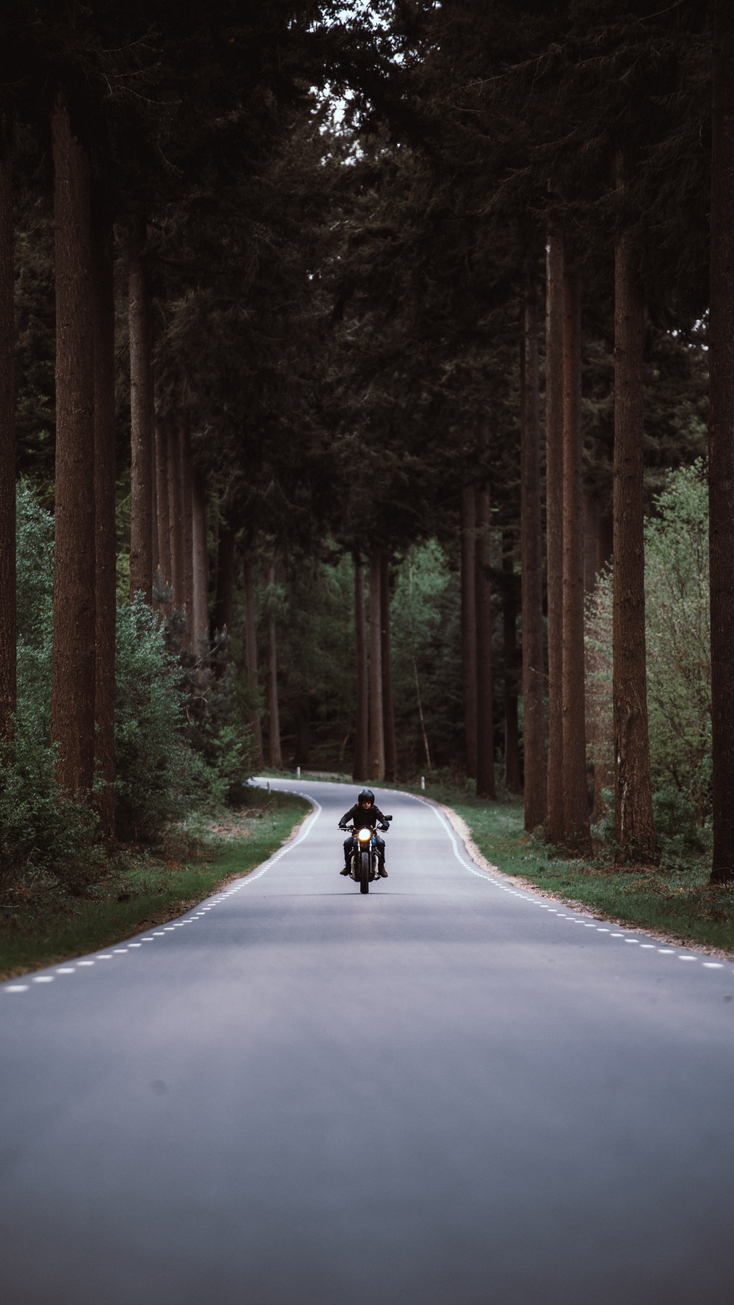 Person, Die Tagsüber Motorrad Auf Der Straße Zwischen Bäumen Fährt. Wallpaper in 1440x2560 Resolution