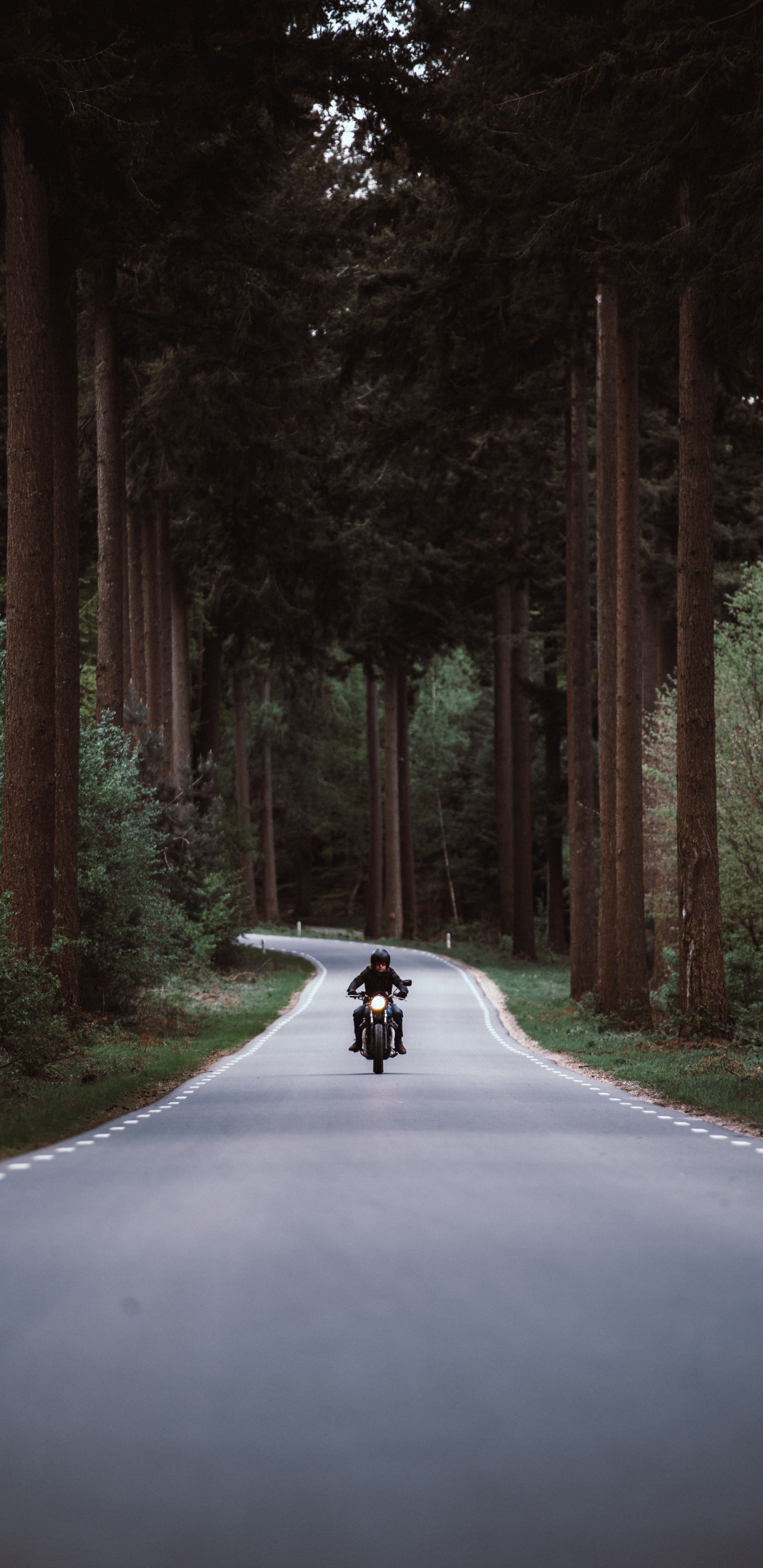 Person, Die Tagsüber Motorrad Auf Der Straße Zwischen Bäumen Fährt. Wallpaper in 1440x2960 Resolution