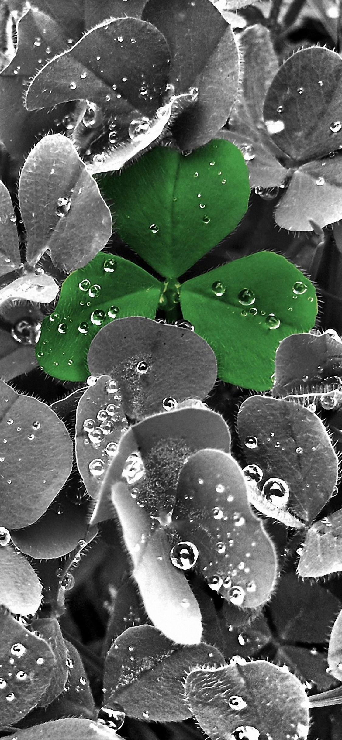 Feuille, Eau, Rosée, Humidité, Green. Wallpaper in 1125x2436 Resolution