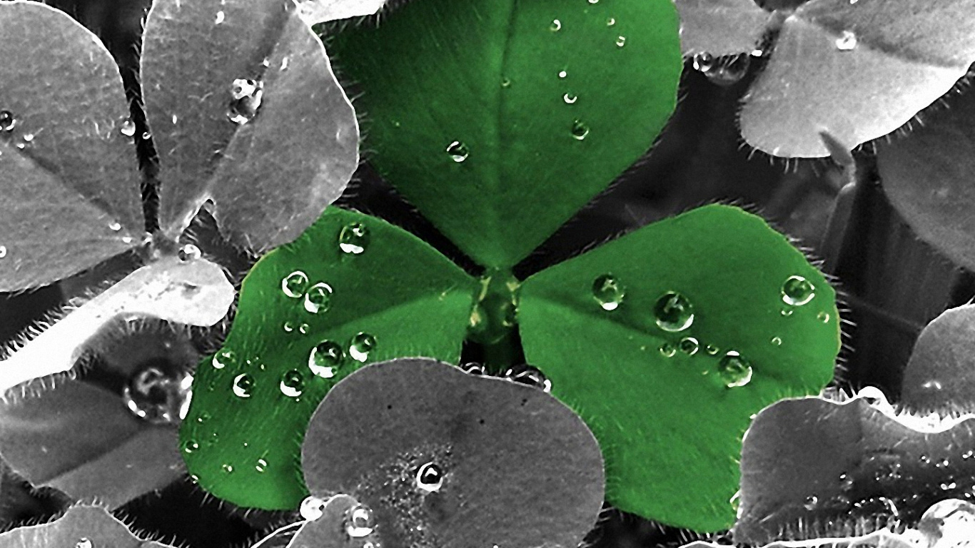 Feuille, Eau, Rosée, Humidité, Green. Wallpaper in 1366x768 Resolution
