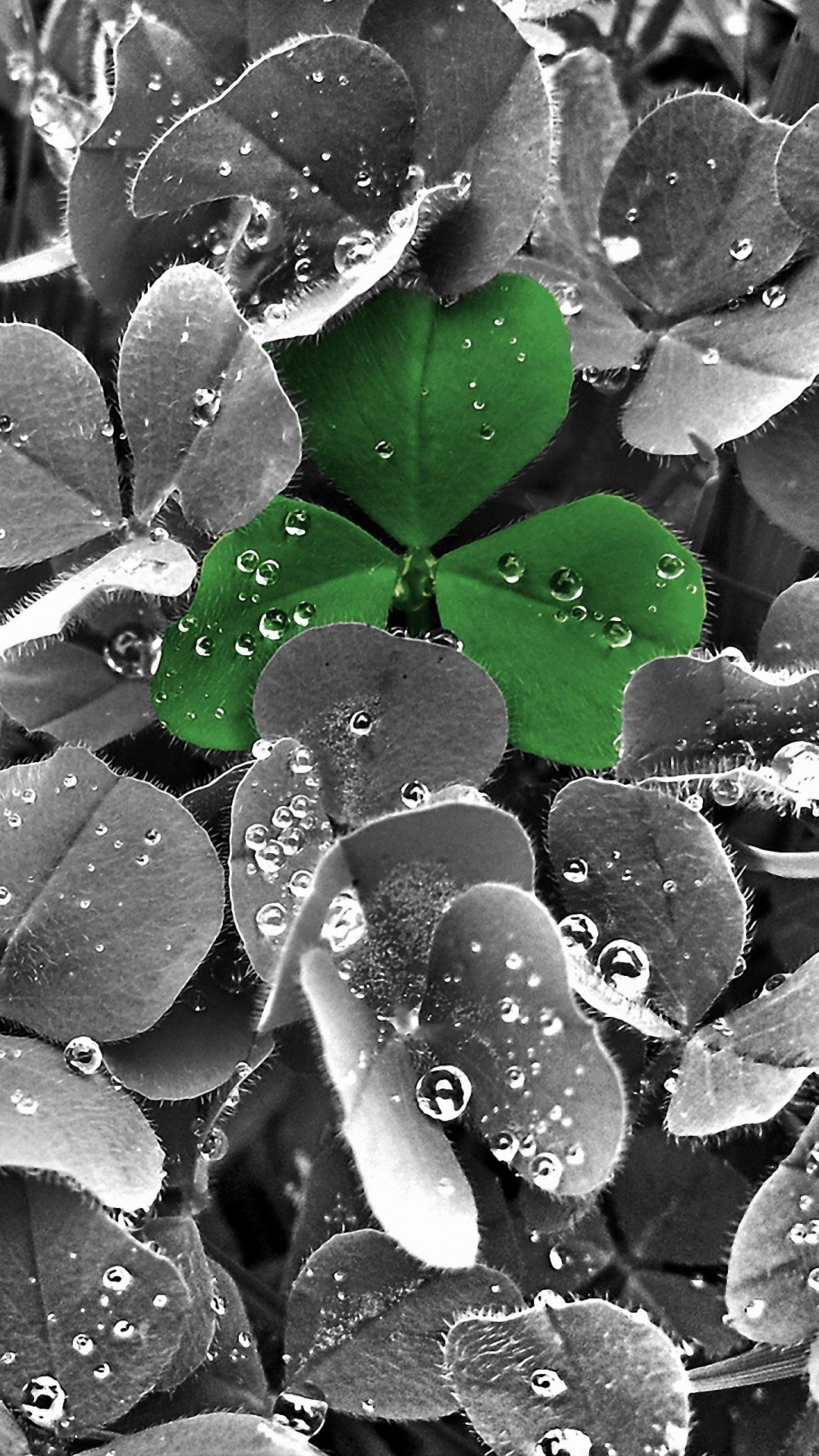 Agua, Rocío, Humedad, Verde, Día de San Patricio. Wallpaper in 1080x1920 Resolution