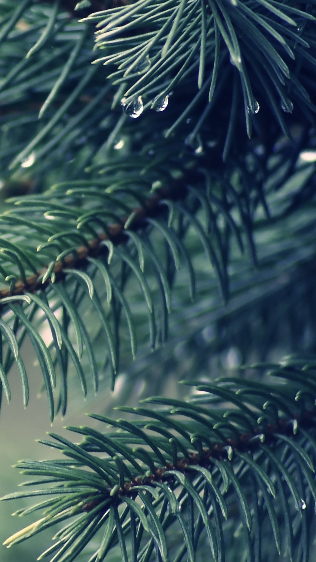 Green Leaf Plant in Close up Photography. Wallpaper in 1080x1920 Resolution