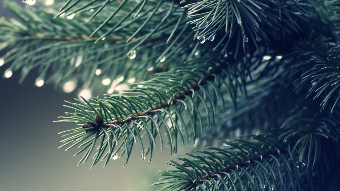 Green Leaf Plant in Close up Photography. Wallpaper in 1366x768 Resolution