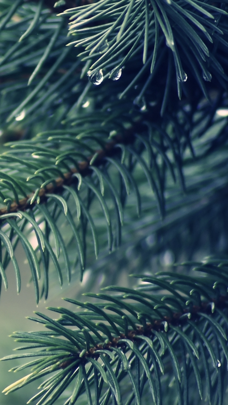 Green Leaf Plant in Close up Photography. Wallpaper in 750x1334 Resolution