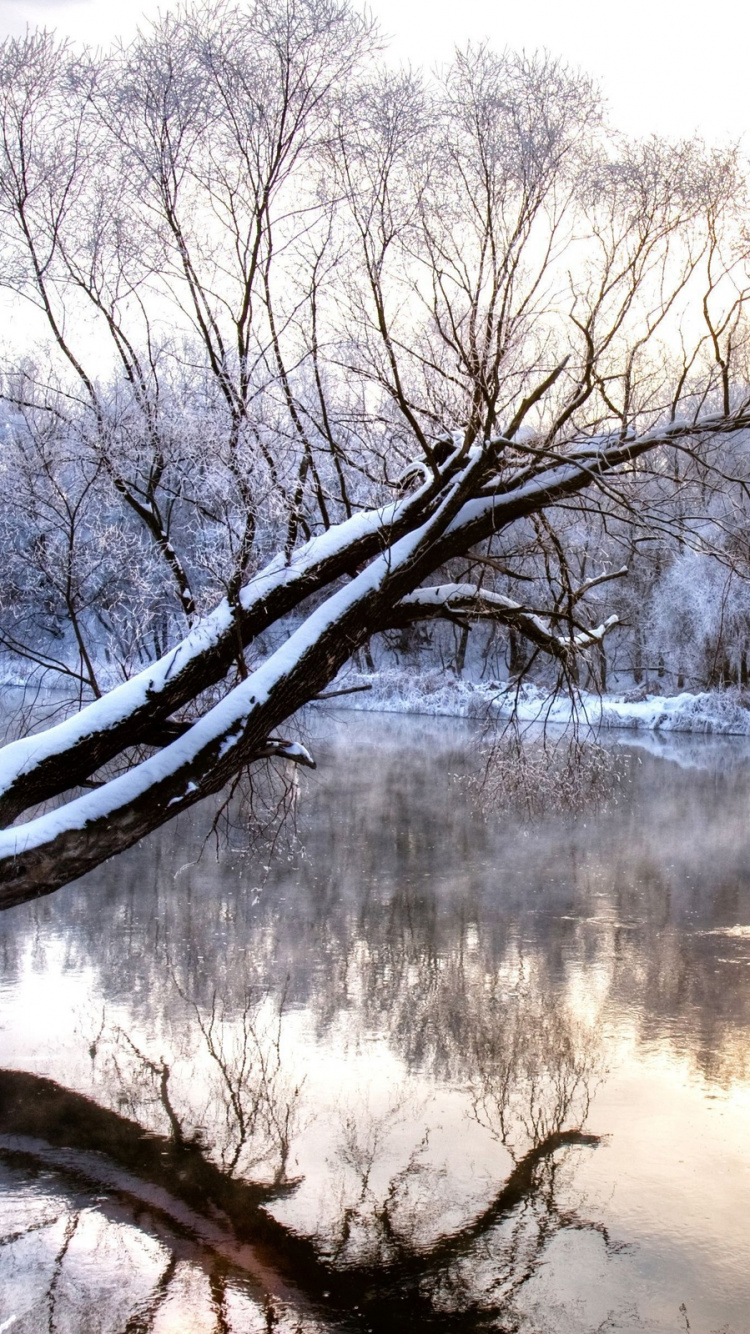 Body of Water Near Trees During Daytime. Wallpaper in 750x1334 Resolution
