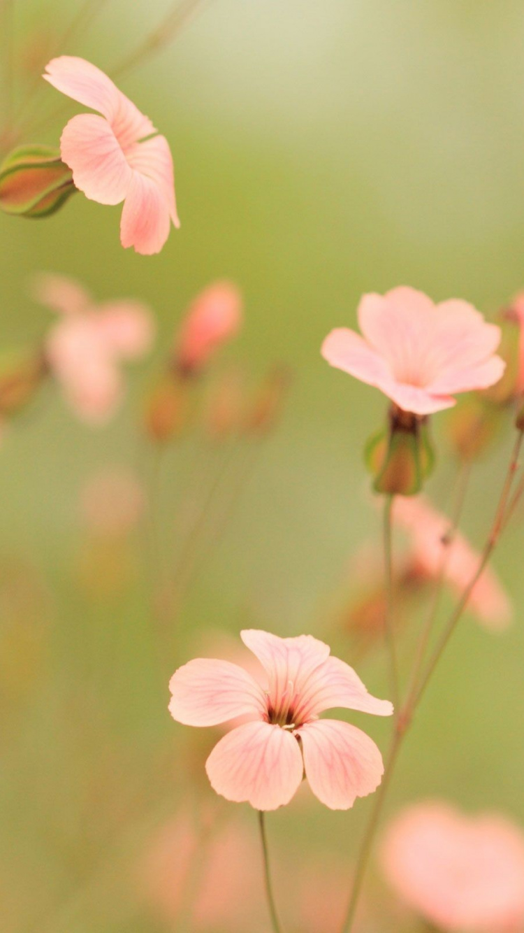 Été, Pink, Pétale, la Floraison de la Plante, Printemps. Wallpaper in 750x1334 Resolution