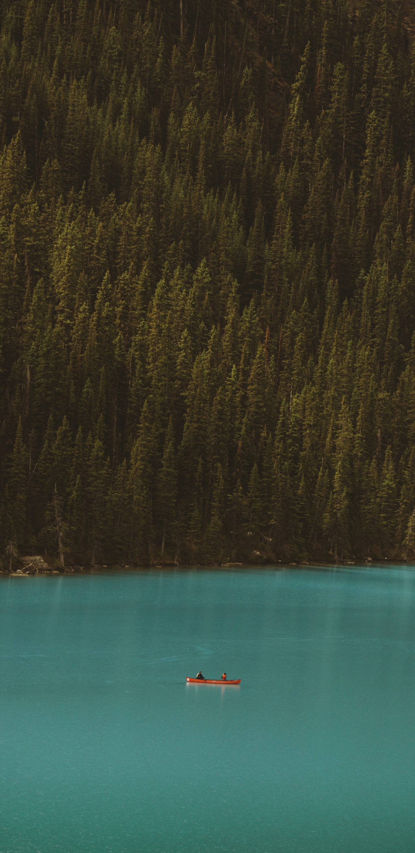 Eau, Forêt, Son, Blue, Sarcelle. Wallpaper in 1440x2960 Resolution