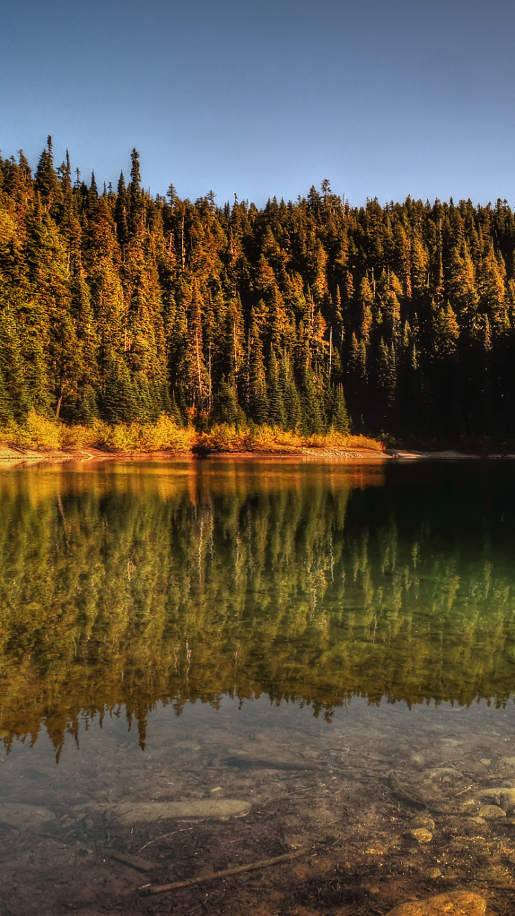 Arbres Verts à Côté D'un Plan D'eau Pendant la Journée. Wallpaper in 750x1334 Resolution