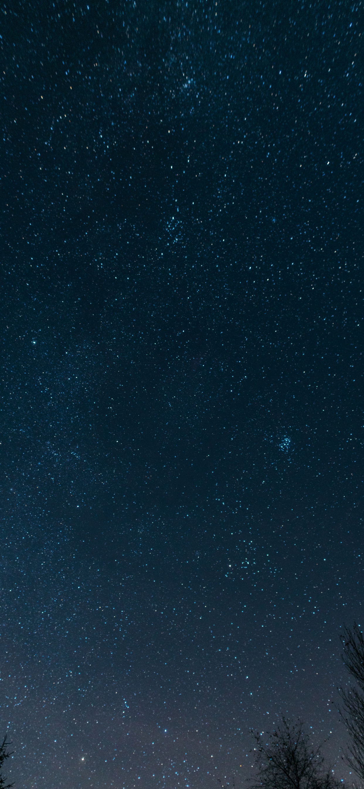 Silhouette of Trees Under Starry Night. Wallpaper in 1242x2688 Resolution