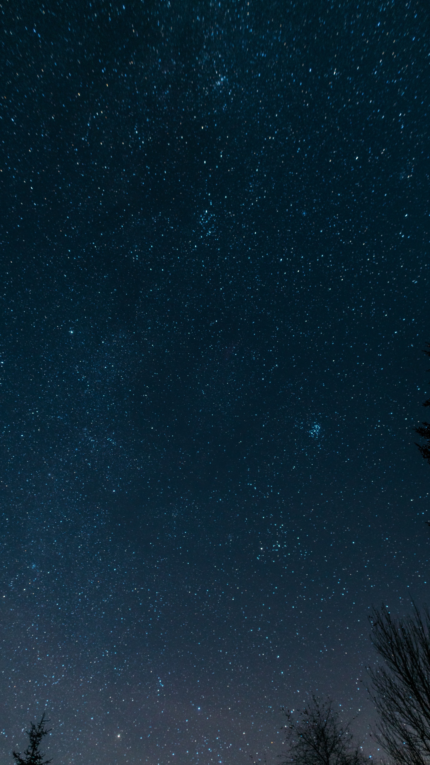 Silhouette of Trees Under Starry Night. Wallpaper in 1440x2560 Resolution