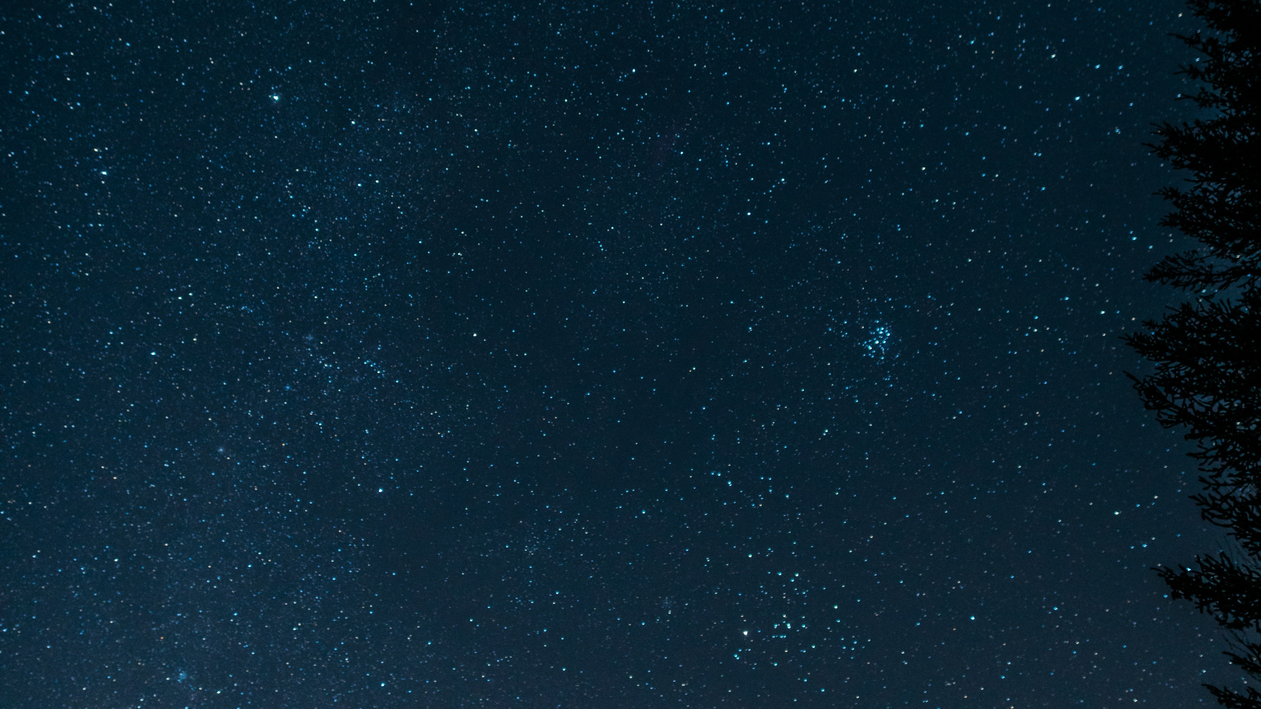 Silhouette of Trees Under Starry Night. Wallpaper in 2560x1440 Resolution