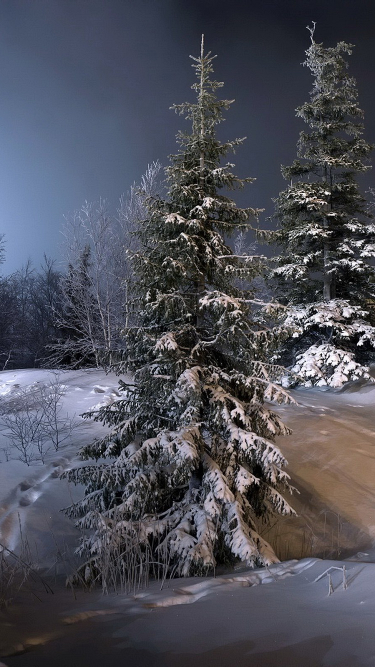 Pins Couverts de Neige Pendant la Journée. Wallpaper in 750x1334 Resolution