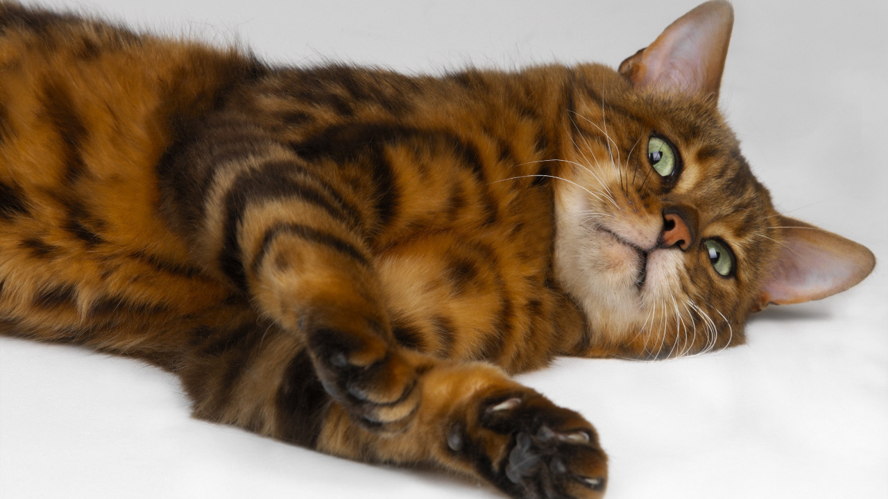Brown and Black Cat Lying on White Textile. Wallpaper in 1280x720 Resolution