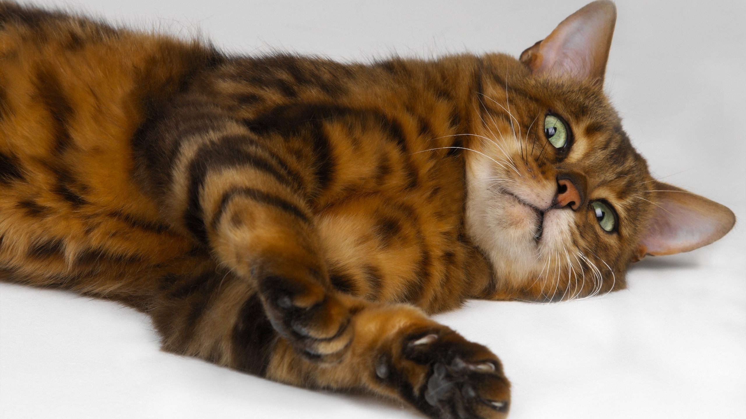 Brown and Black Cat Lying on White Textile. Wallpaper in 2560x1440 Resolution